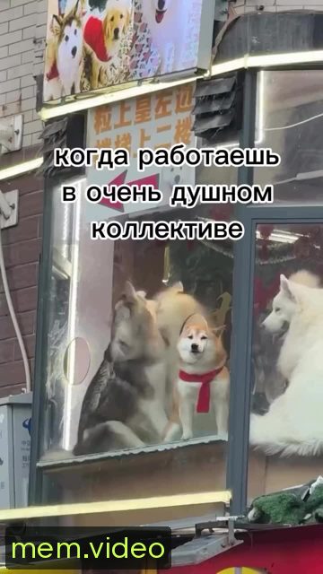 Кадр на 0:00