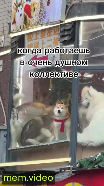 Кадр на 0:00