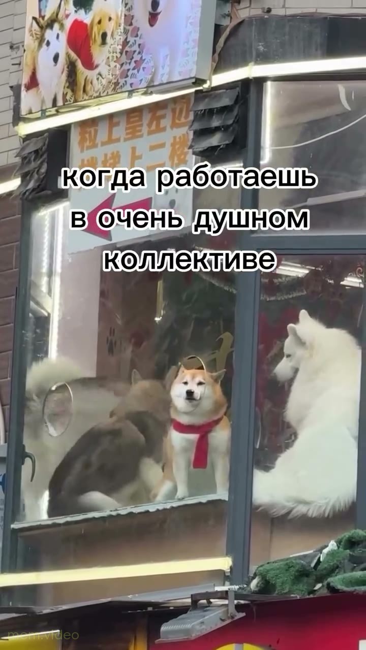 Кадр: Собака в красном шарфе невозмутимо сидит у окна