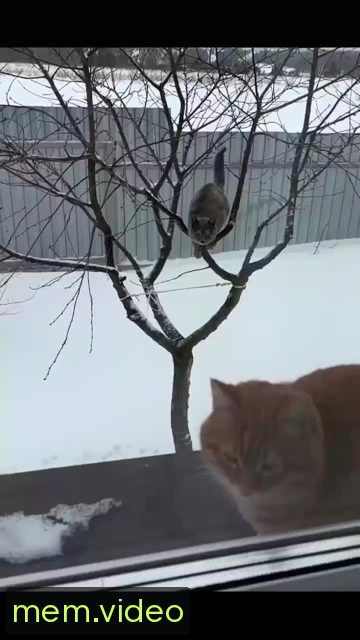 Кадр на 0:00