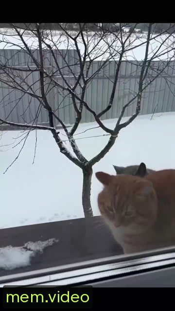 Кадр на 0:05