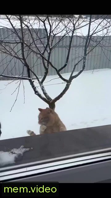 Кадр на 0:10