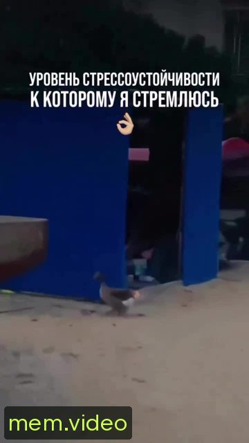 Кадр на 0:00