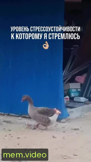 Кадр на 0:00