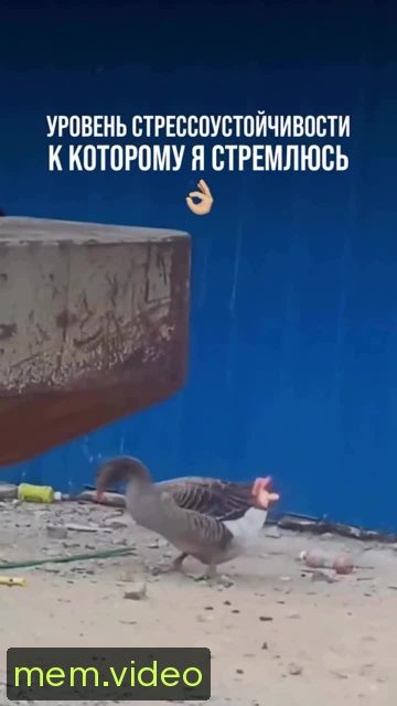 Кадр на 0:04