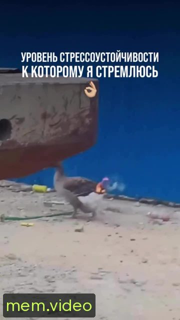 Кадр на 0:05