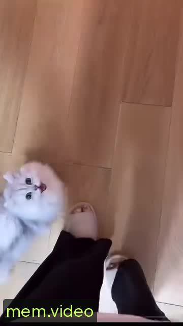 Кадр на 0:00