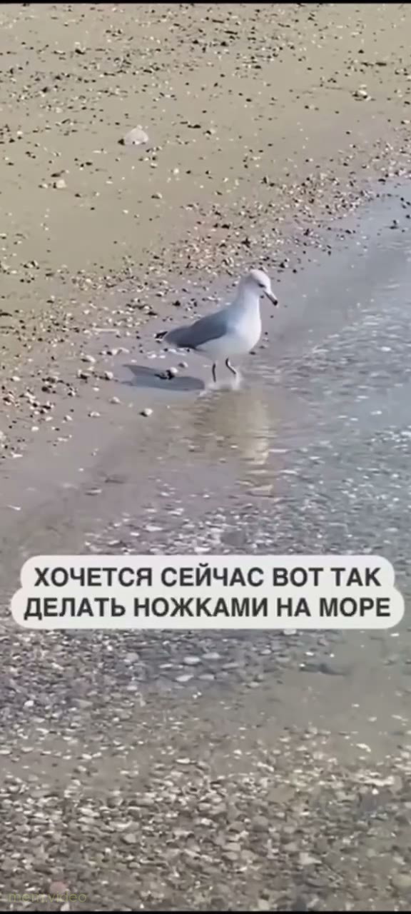 Кадр: «Хочется делать ножками на море» — чайка в воде