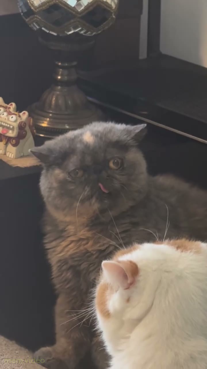 Кадр: Косоглазый серый кот с языком под звук Oh no