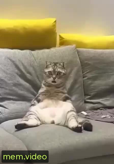 Кадр на 0:00