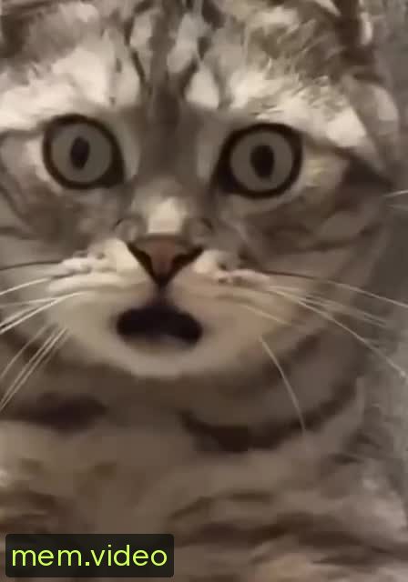 Кадр на 0:04