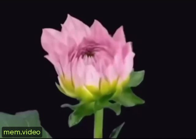 Кадр на 0:00