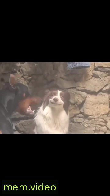 Кадр на 0:08
