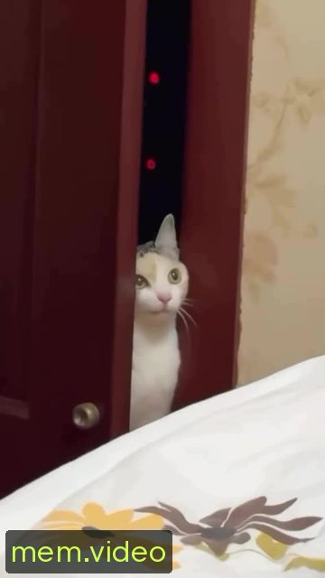 Кадр на 0:00