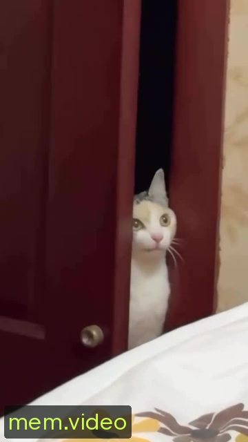 Кадр на 0:00