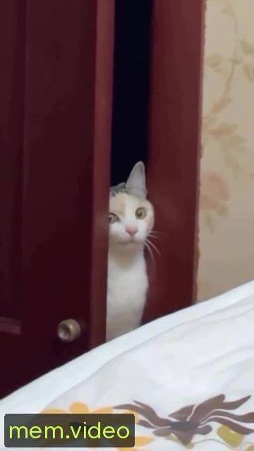 Кадр на 0:04