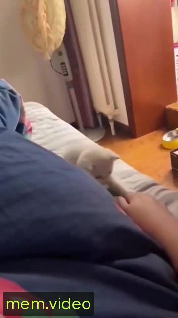 Кадр на 0:06