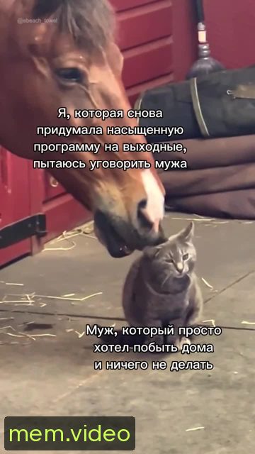 Кадр на 0:00