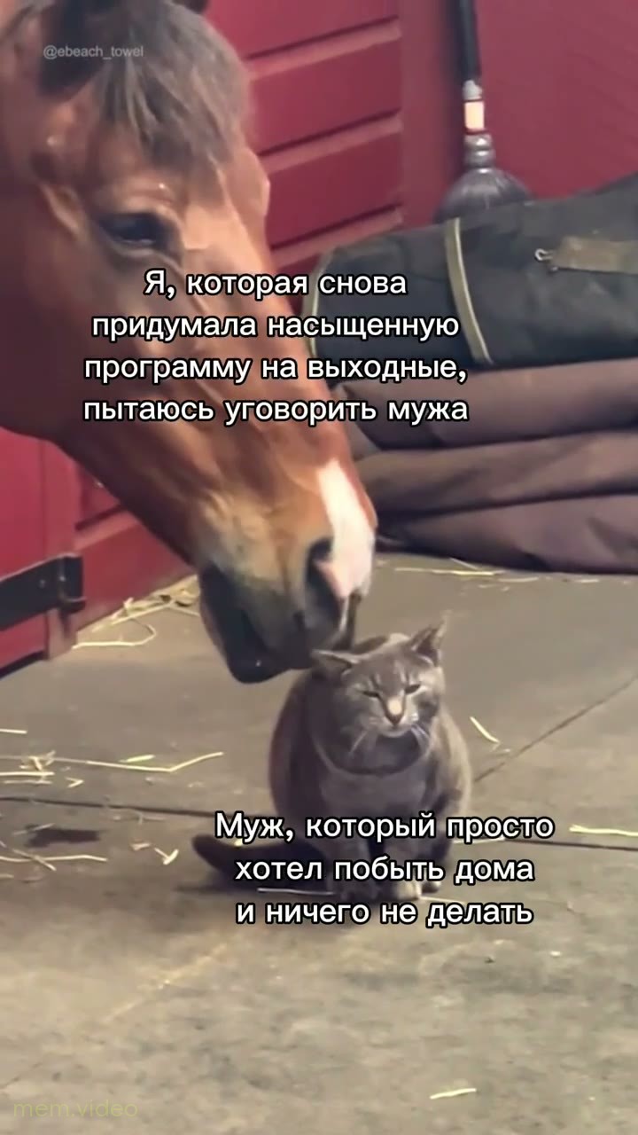 Кадр: Лошадь трётся мордой о сердитого кота