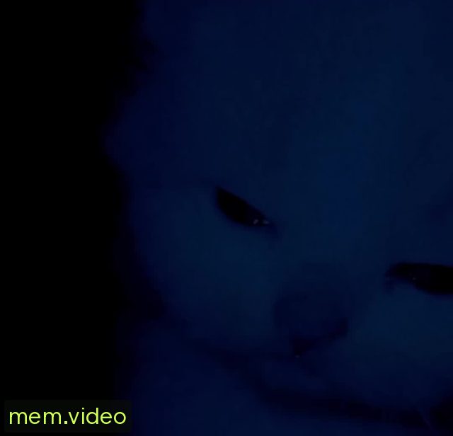 Кадр на 0:00