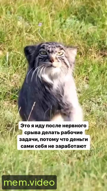 Кадр на 0:00