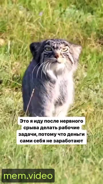 Кадр на 0:00
