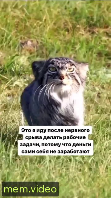 Кадр на 0:02