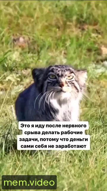 Кадр на 0:03
