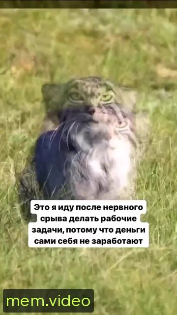 Кадр на 0:03