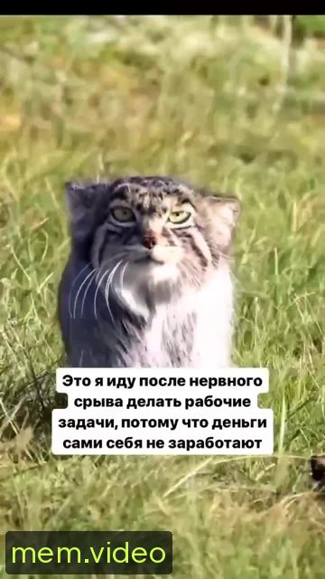 Кадр на 0:04