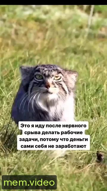 Кадр на 0:05