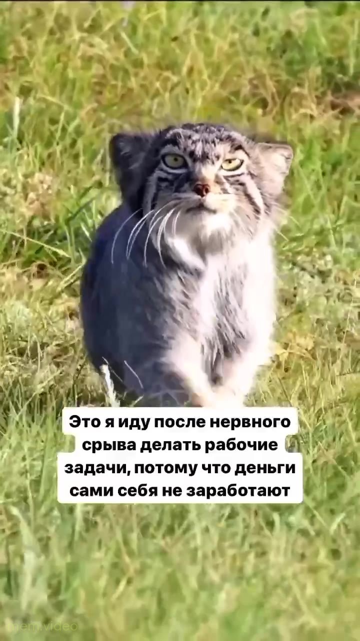 Кадр: «Here we go» — манул сидит на траве и отряхивается
