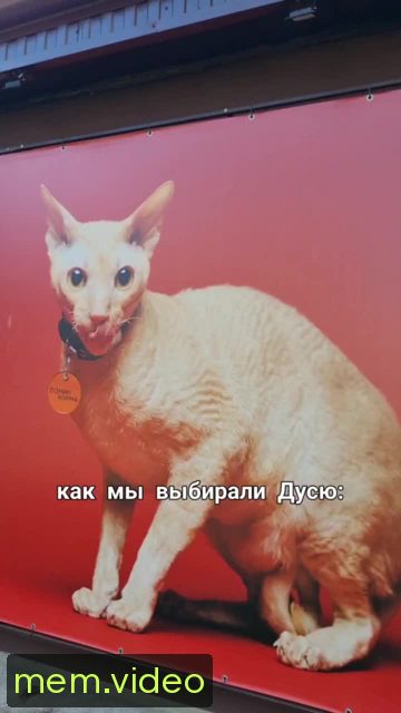 Кадр на 0:00