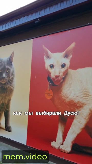 Кадр на 0:00