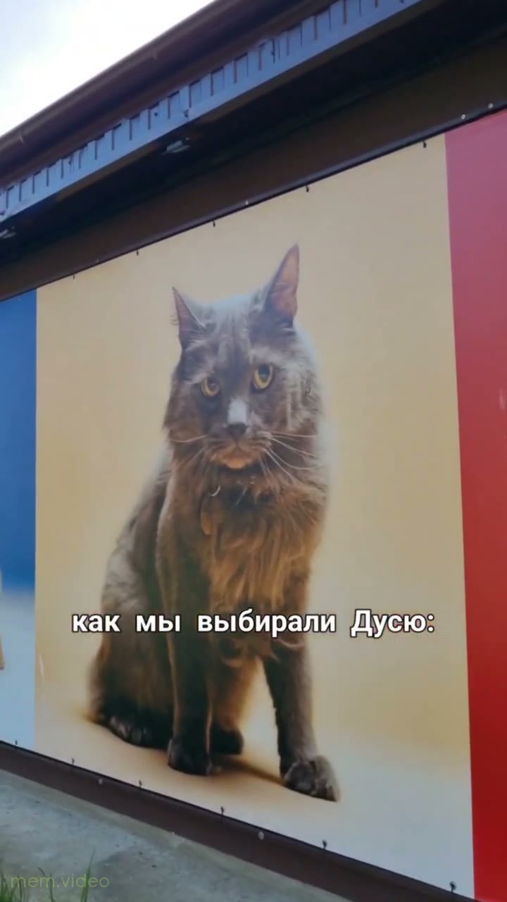 Кадр: «Это что такое?» — кошка слушает критику и Дуся в кадре