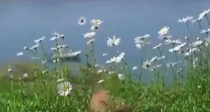 Кадр: Маленький котёнок бегает по пляжу и полю