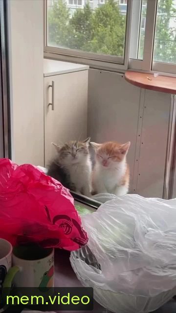 Кадр на 0:00