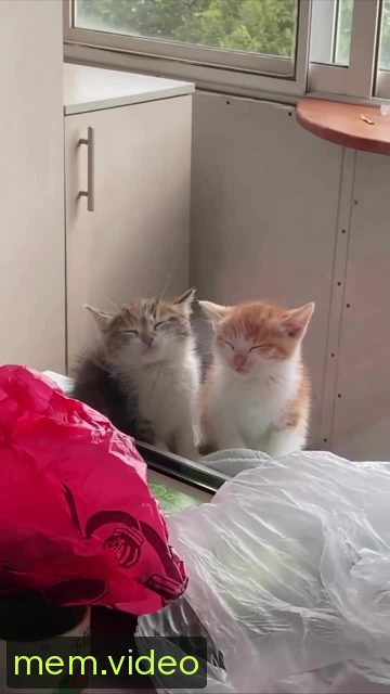 Кадр на 0:00
