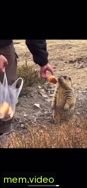 Кадр на 0:00