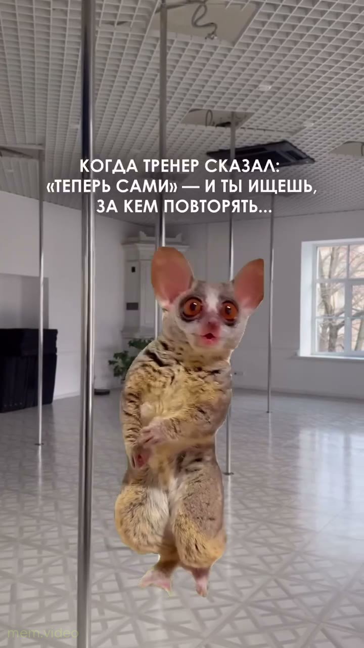 Кадр: Галаго удивленно смотрит по сторонам в зале