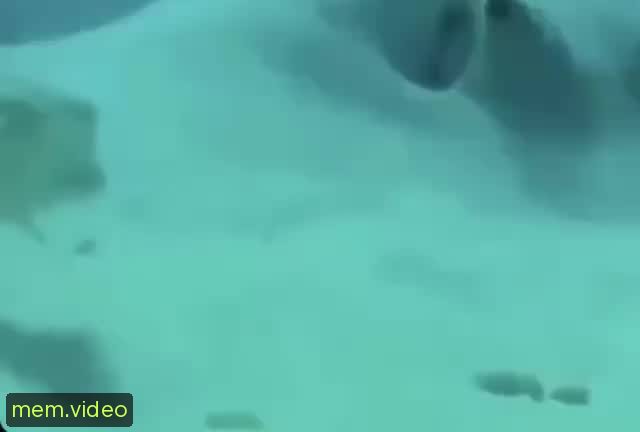 Кадр на 0:00