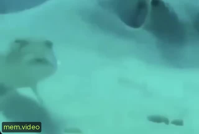 Кадр на 0:00