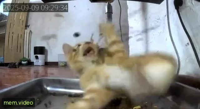 Кадр на 0:02