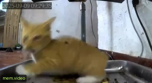 Кадр на 0:02
