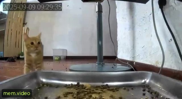 Кадр на 0:03