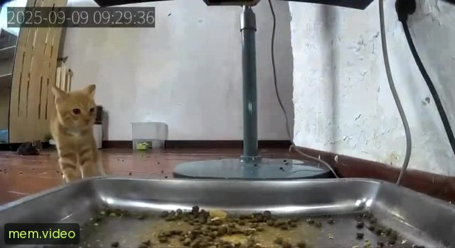 Кадр на 0:03
