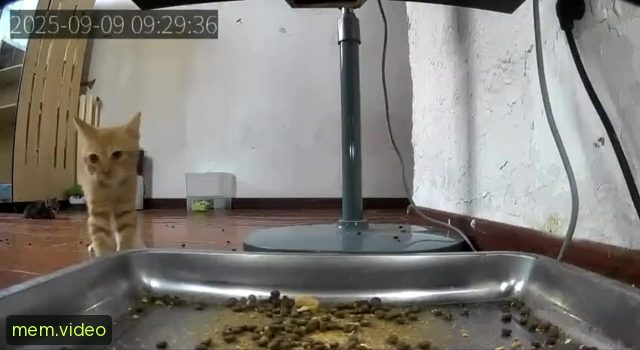 Кадр на 0:04
