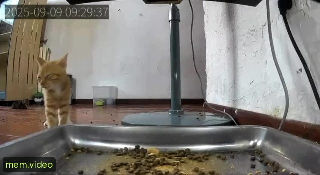 Кадр на 0:04