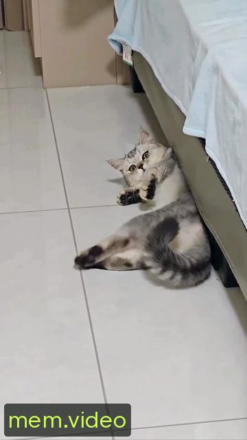 Кадр на 0:04
