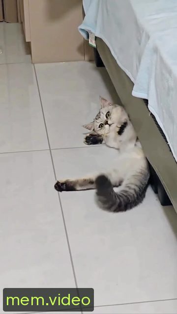 Кадр на 0:05